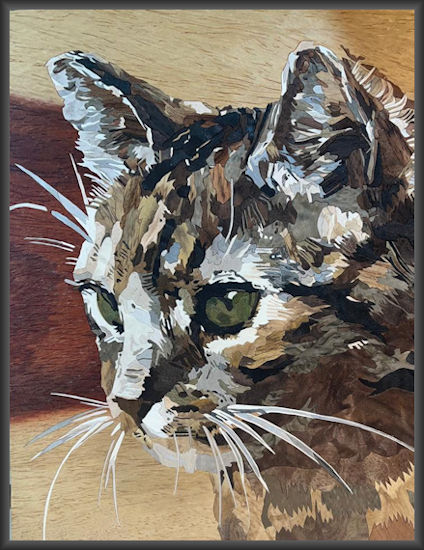 Tabby Cat